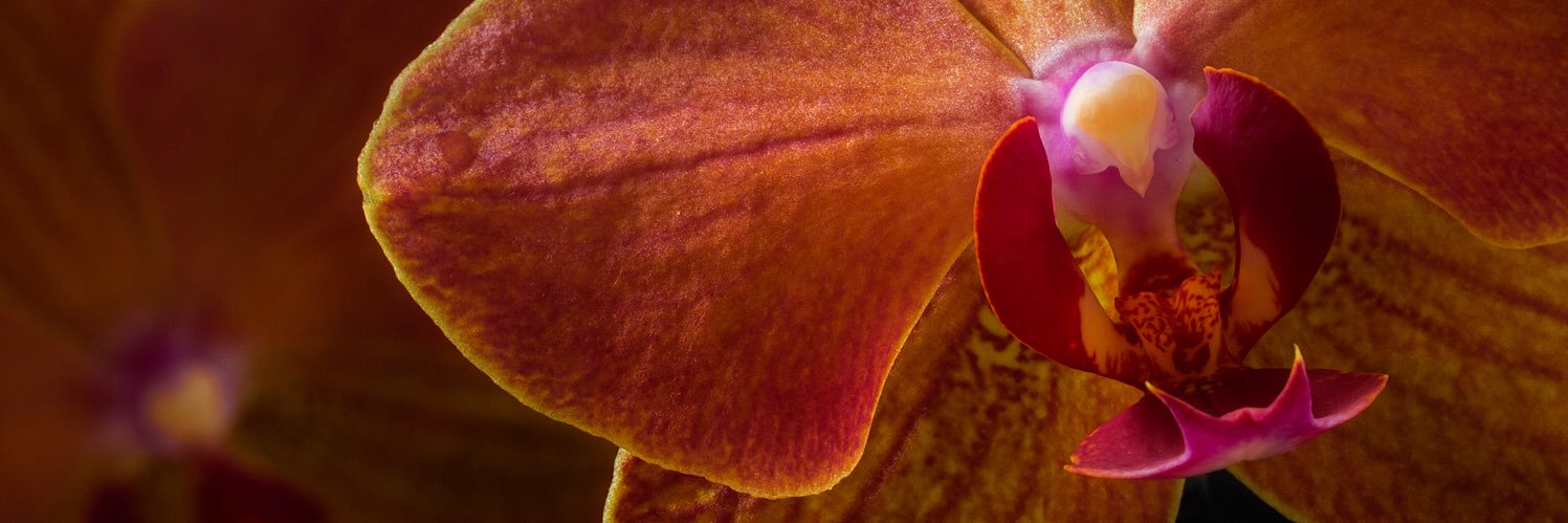 WooningOrchids's profile banner image