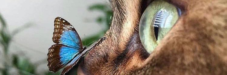 ManzaEsReal's profile banner image