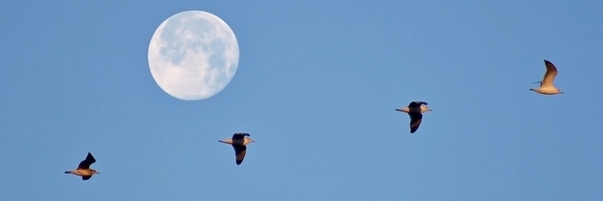 Cristina Despina banner