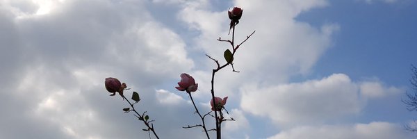 rodriguezluz_ Profile Banner