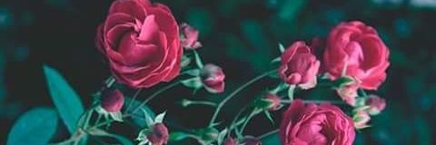 LulyReid's profile banner image