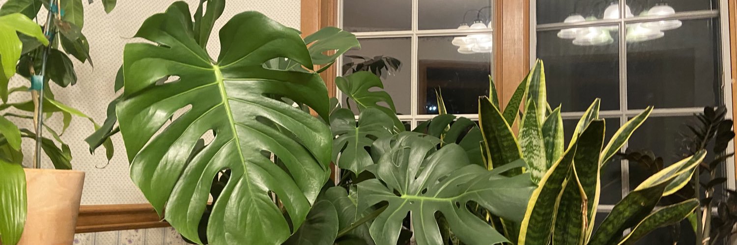 Persephonesplug's profile banner image