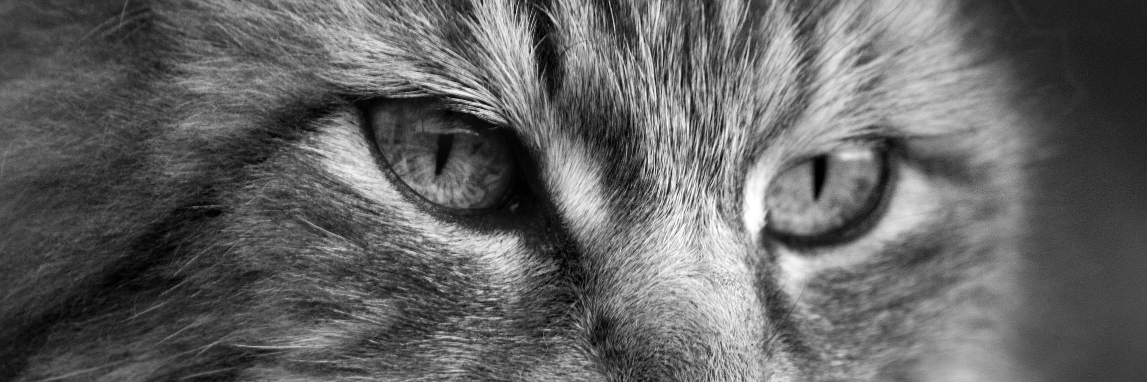 PTellingStories's profile banner image