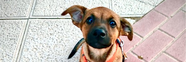 A_Rebuffo Profile Banner