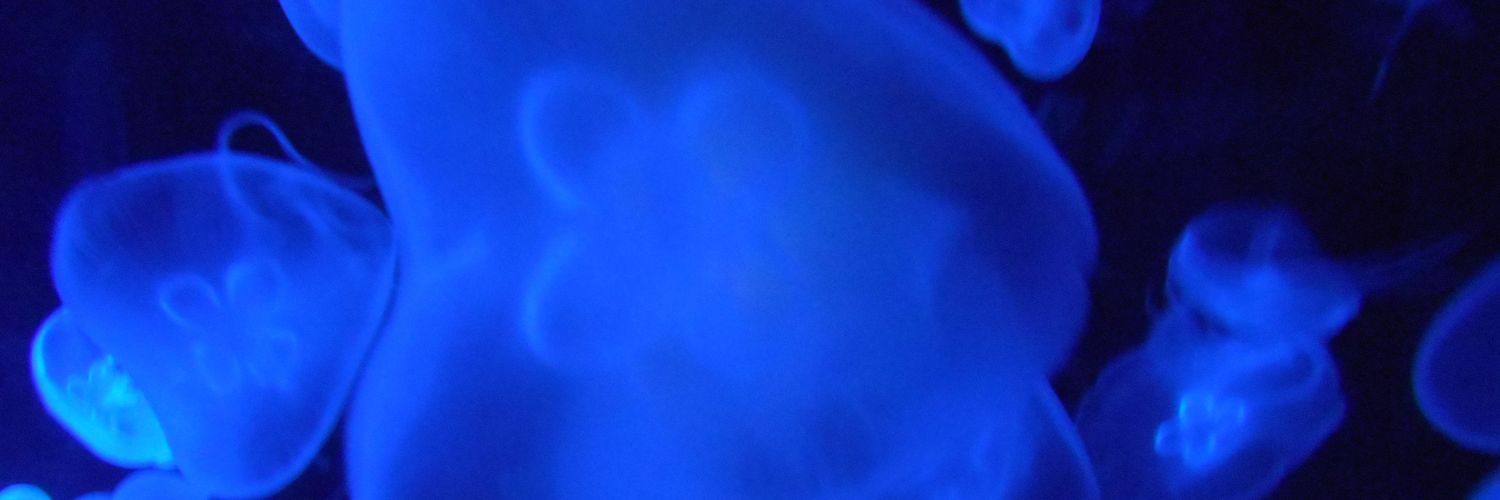 sappyBlume's profile banner image