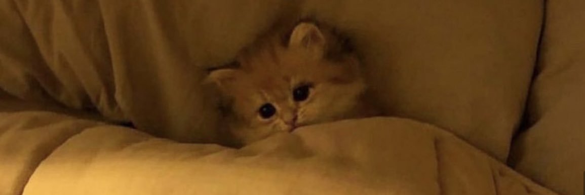 iMO_il's profile banner image
