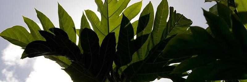 HCA_Hawaii's profile banner image