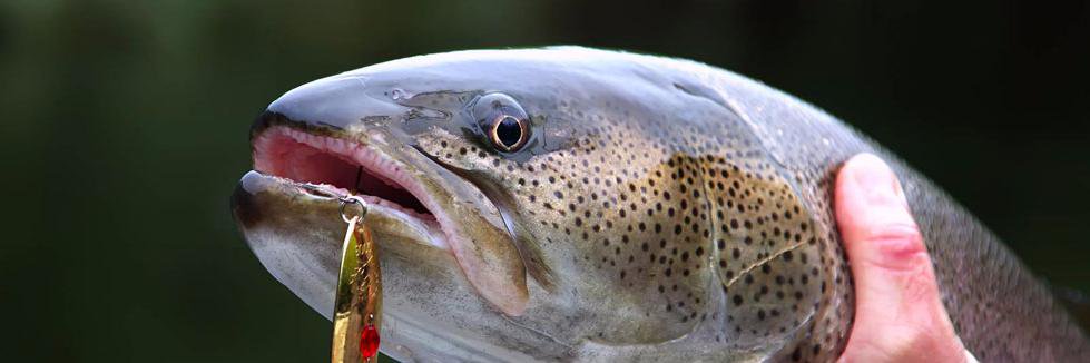Fishishere's profile banner image