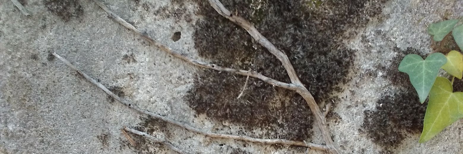 adventicia 🍃 banner