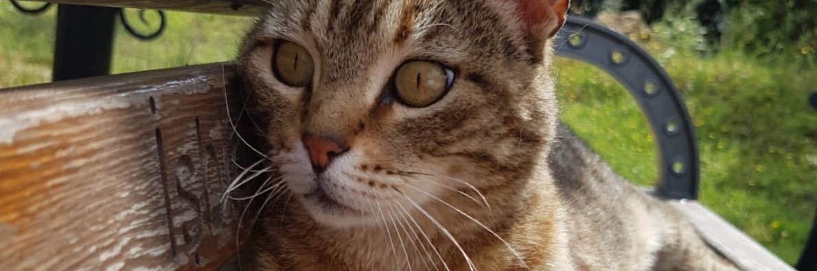 aycaatabey's profile banner image