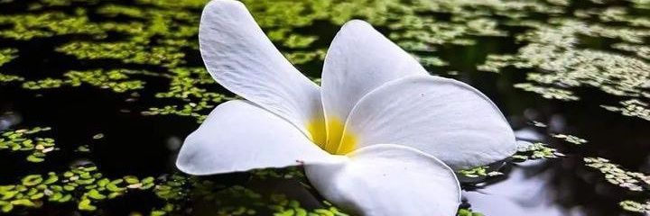 Aara_sami's profile banner image