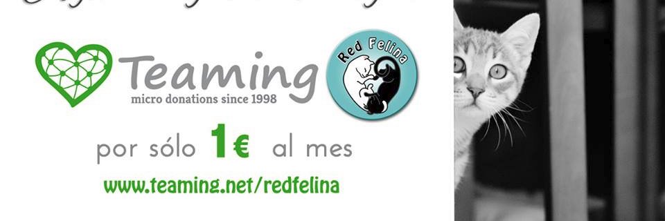 RedFelina's profile banner image