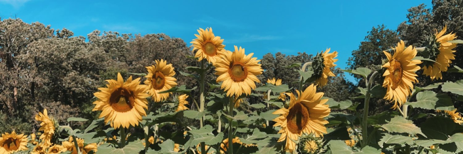 EmilyLubenow's profile banner image