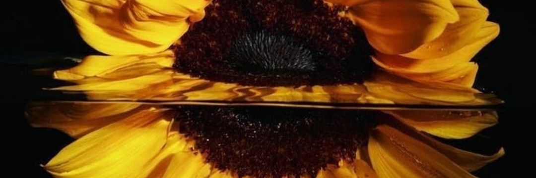 MariaEmiCuello's profile banner image