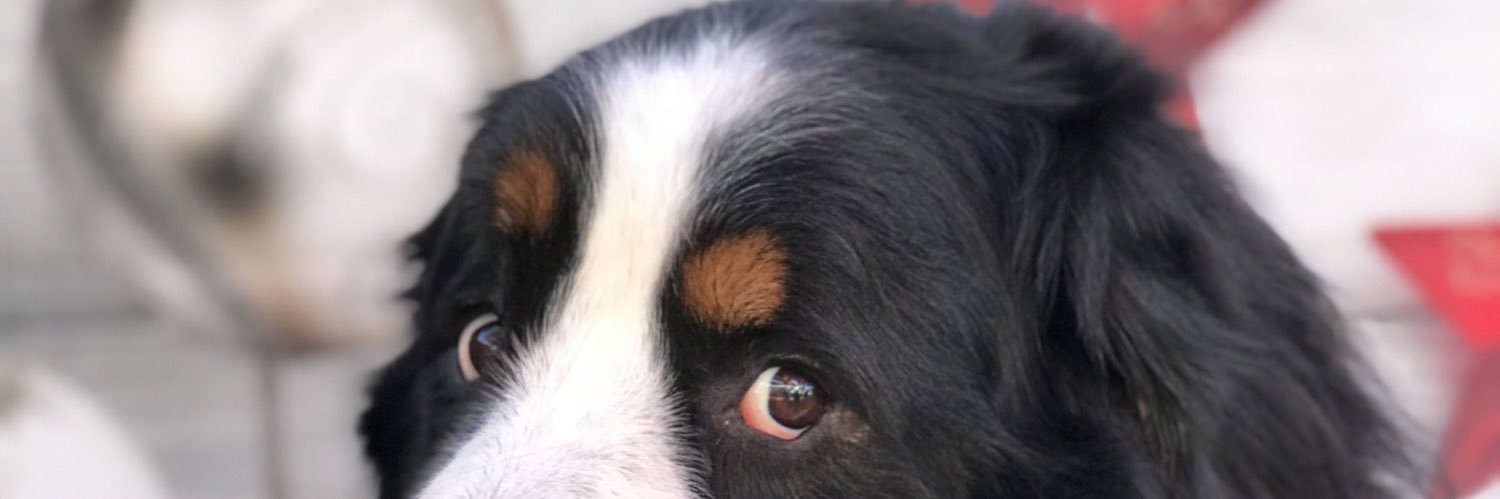 SouthBarkSD's profile banner image