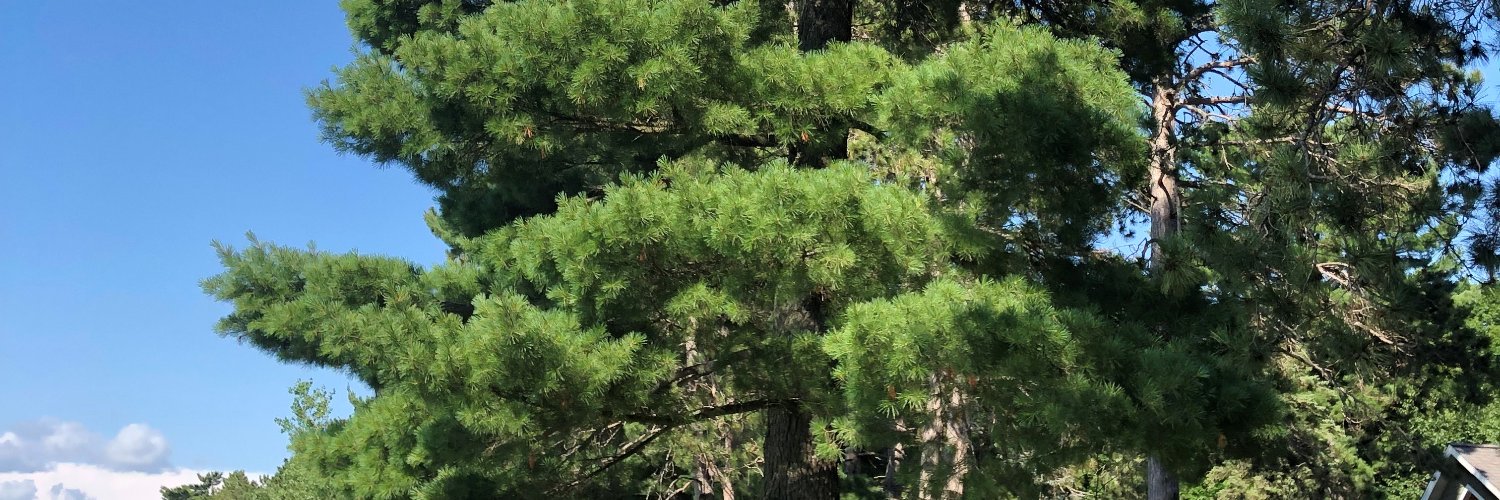 Christine Weldon banner