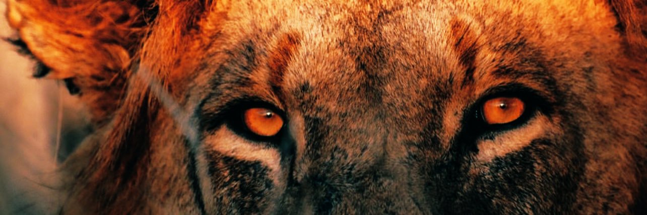 Maestro 🏆🏆🏆 banner