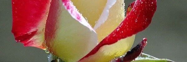 fakry432's profile banner image