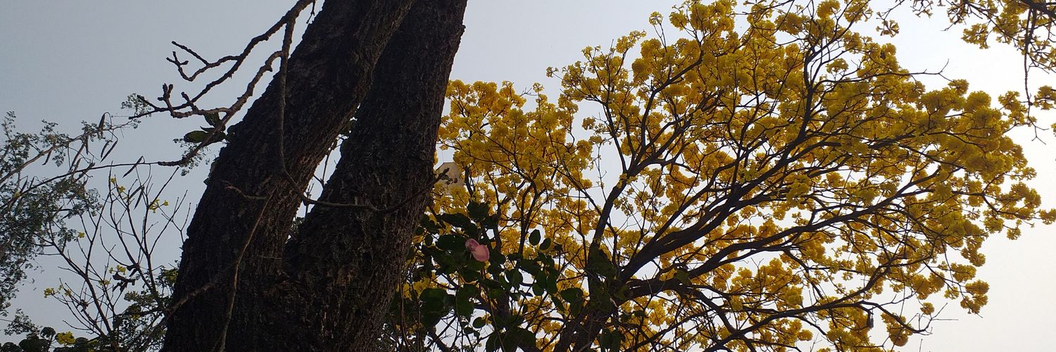 monicallamas92's profile banner image