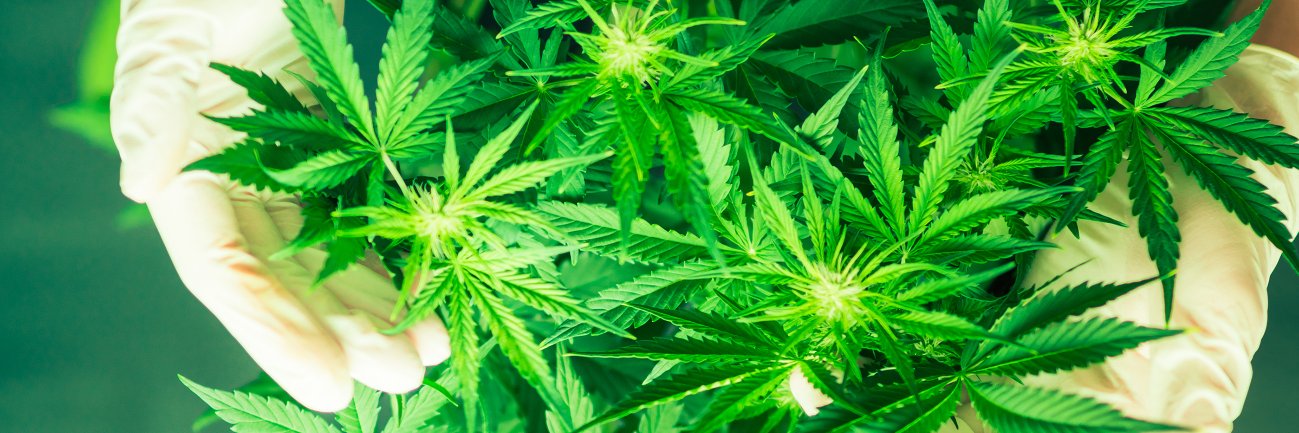 AllWeedMemes's profile banner image