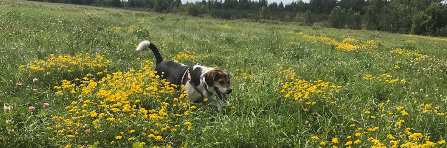 pjbdaisy's profile banner image
