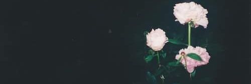 saracmla's profile banner image