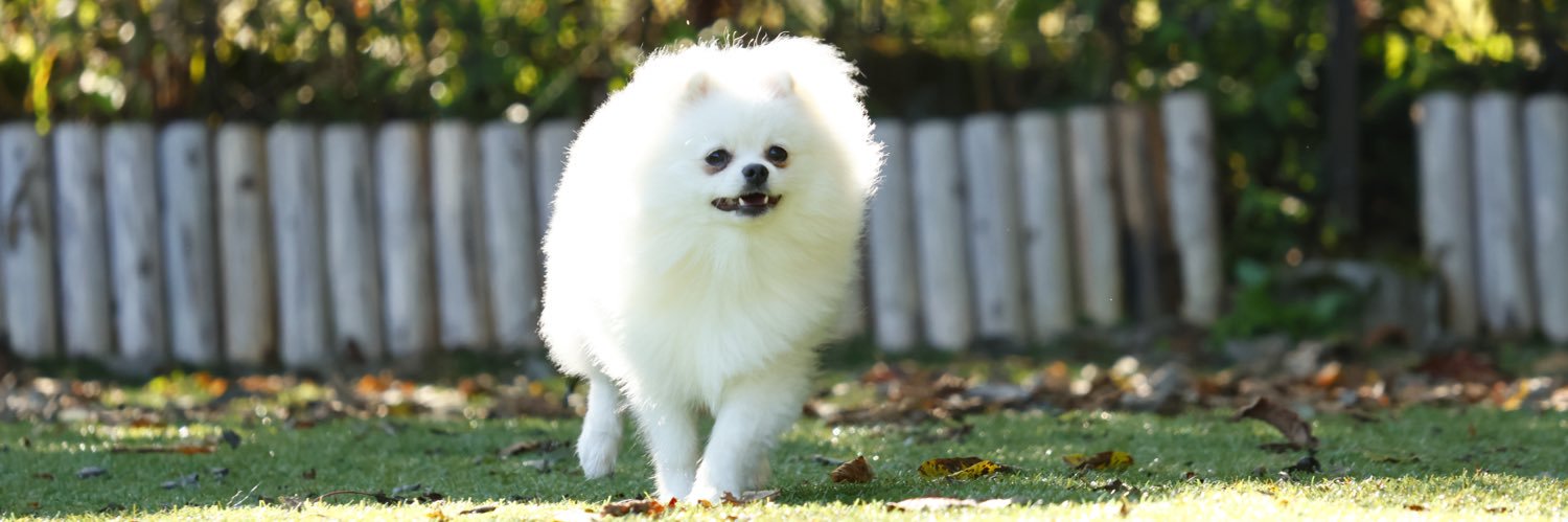 pomesorry's profile banner image