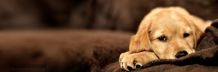 TLCAnimalAid's profile banner image