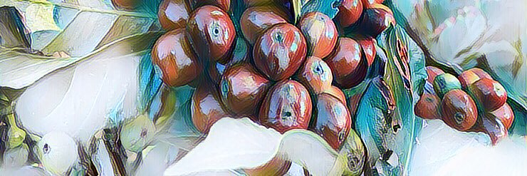 RodrigoDataBrew's profile banner image