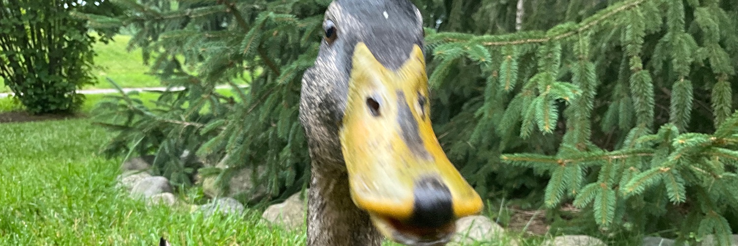 DuckDuckTruth24's profile banner image