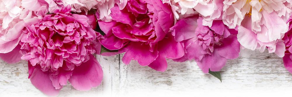 Amanda Fountain banner