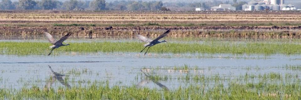 Gorrill Ranch banner