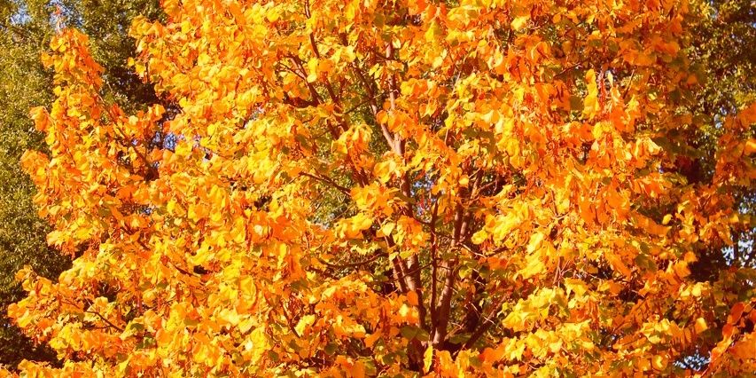dawn_kraus's profile banner image