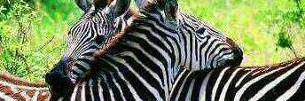 MuleyaMapfumo's profile banner image