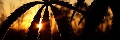 bmaschi's profile banner image
