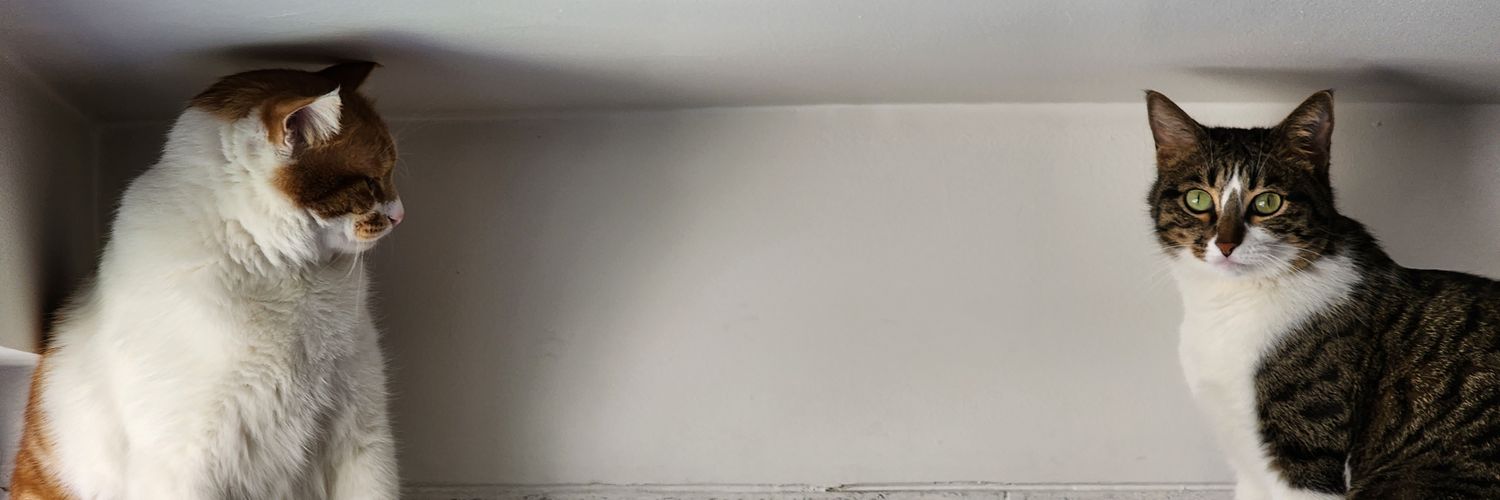 abbomfs's profile banner image