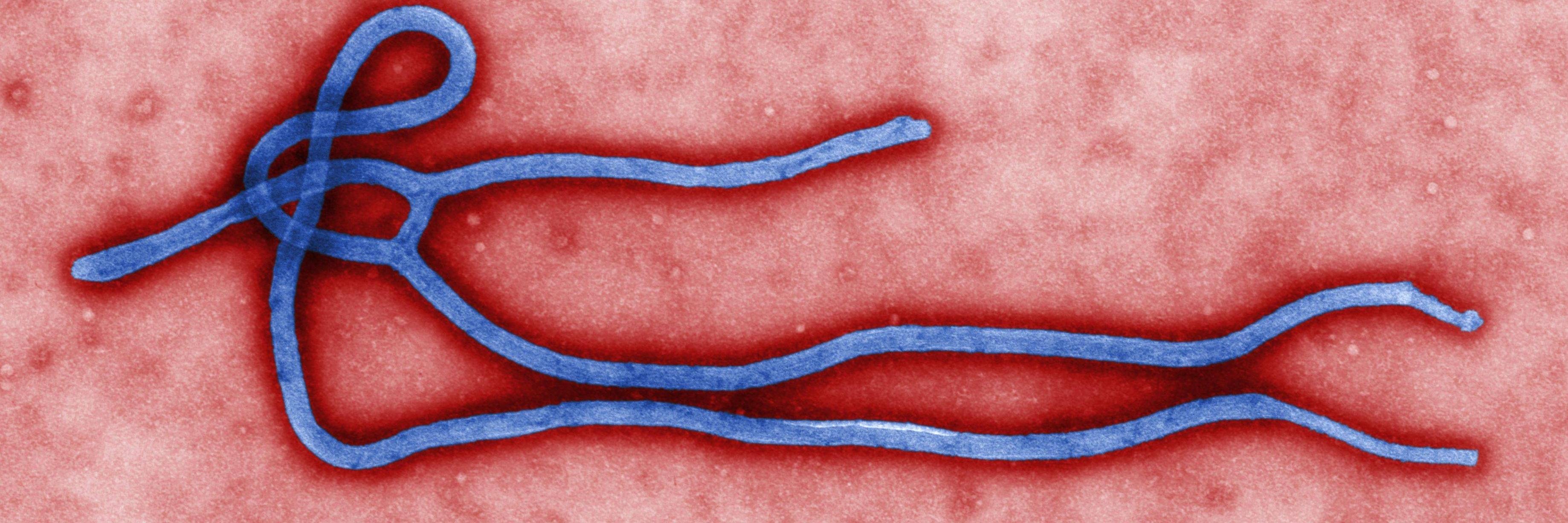 ebolainfoinfo's profile banner image
