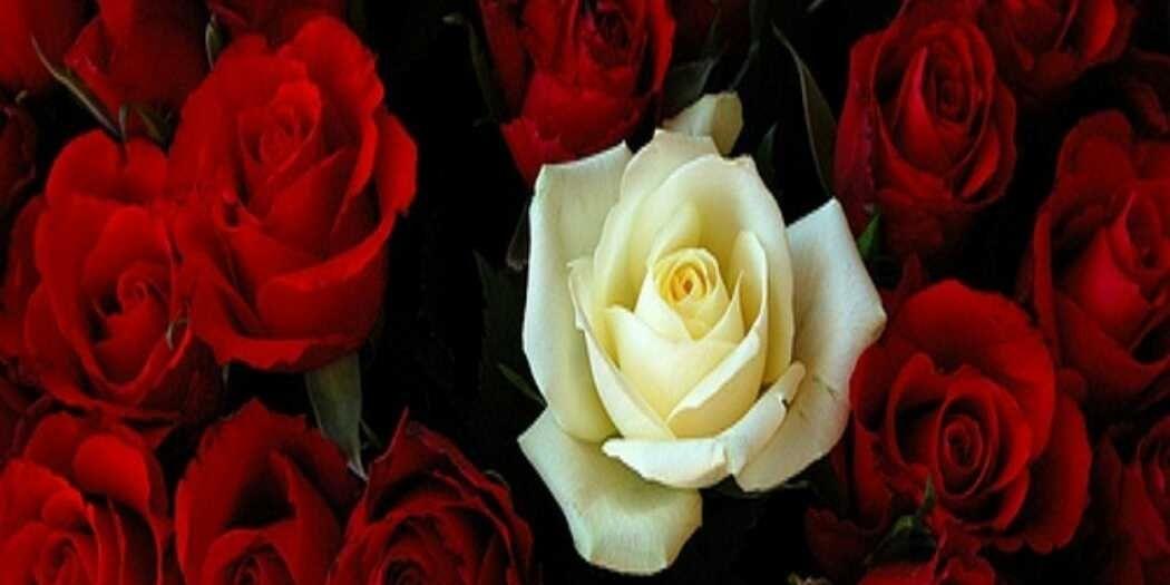 NanoNidio's profile banner image
