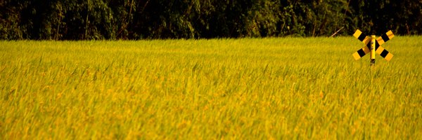 df5066 Profile Banner