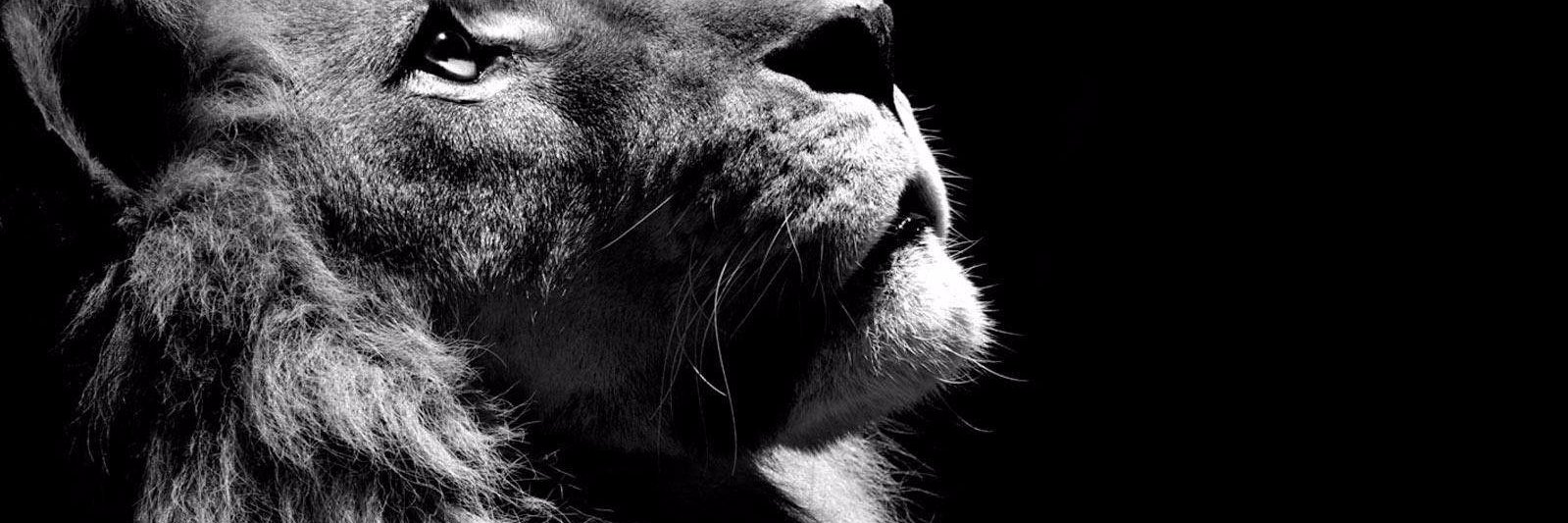 Nthabbie's profile banner image