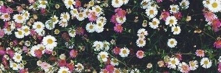 Violet_88vv's profile banner image