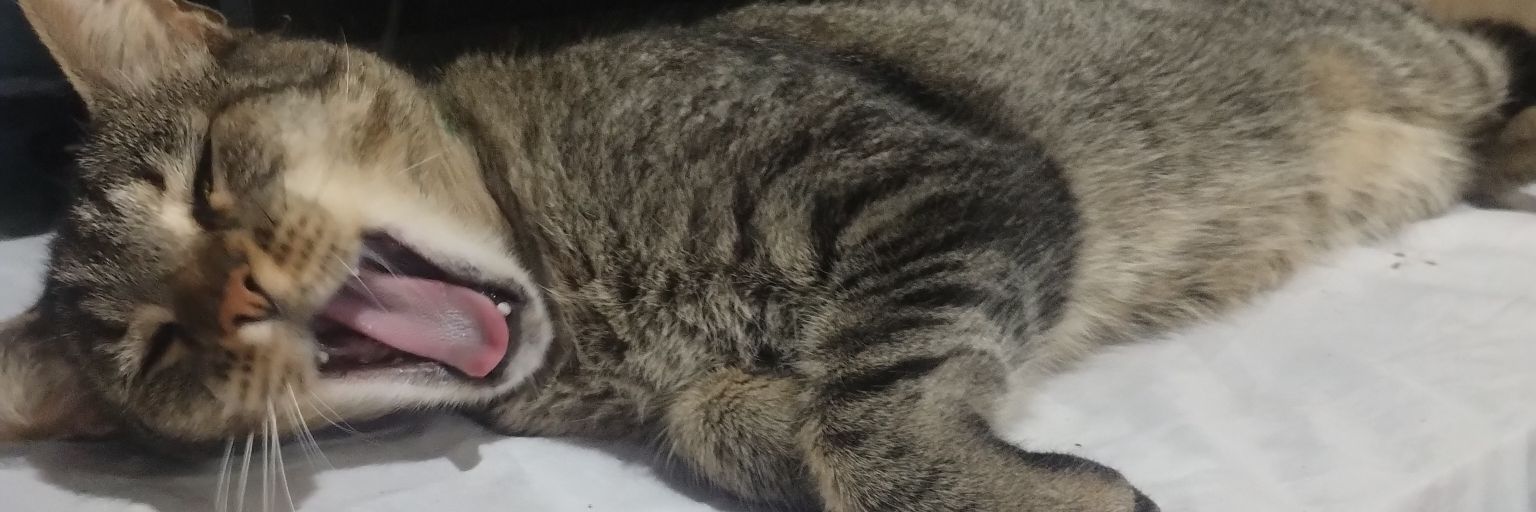 Cande_Valen69's profile banner image