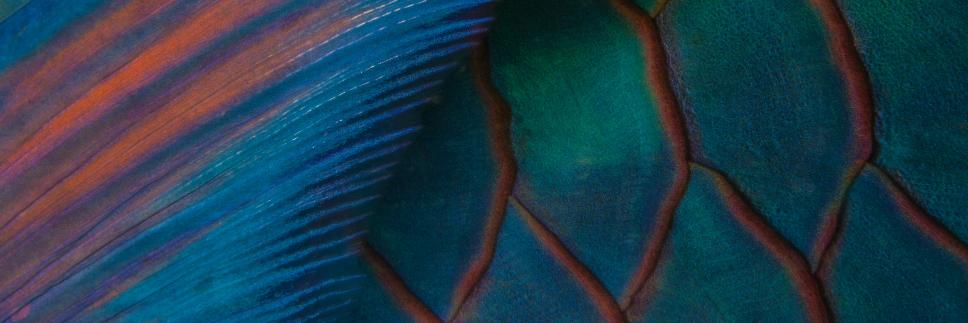 diveOceanus banner
