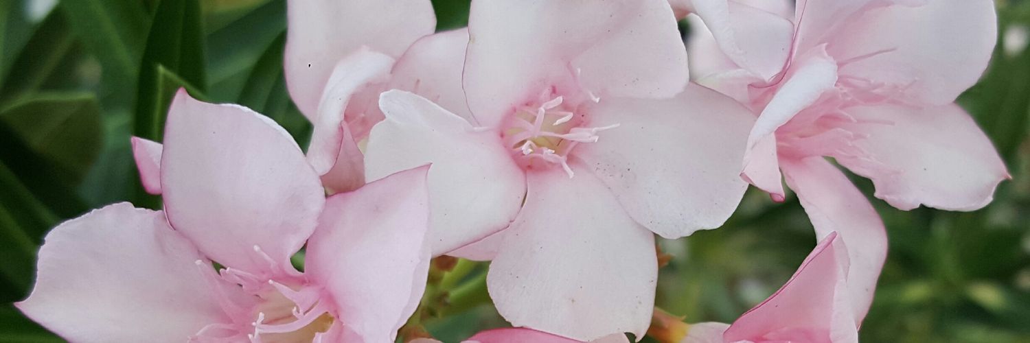 Coliflower32's profile banner image