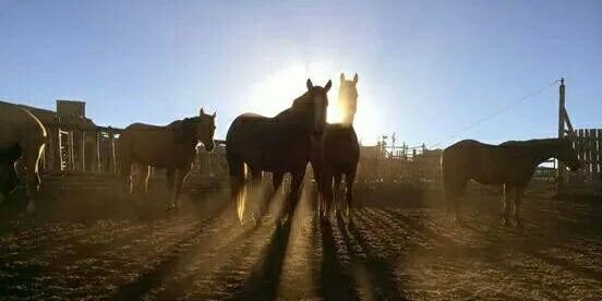 StantonWesterns's profile banner image