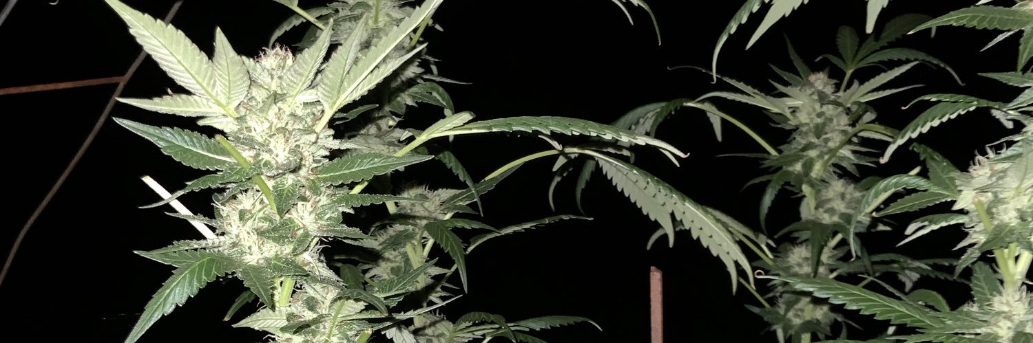 BuDDZEEE's profile banner image