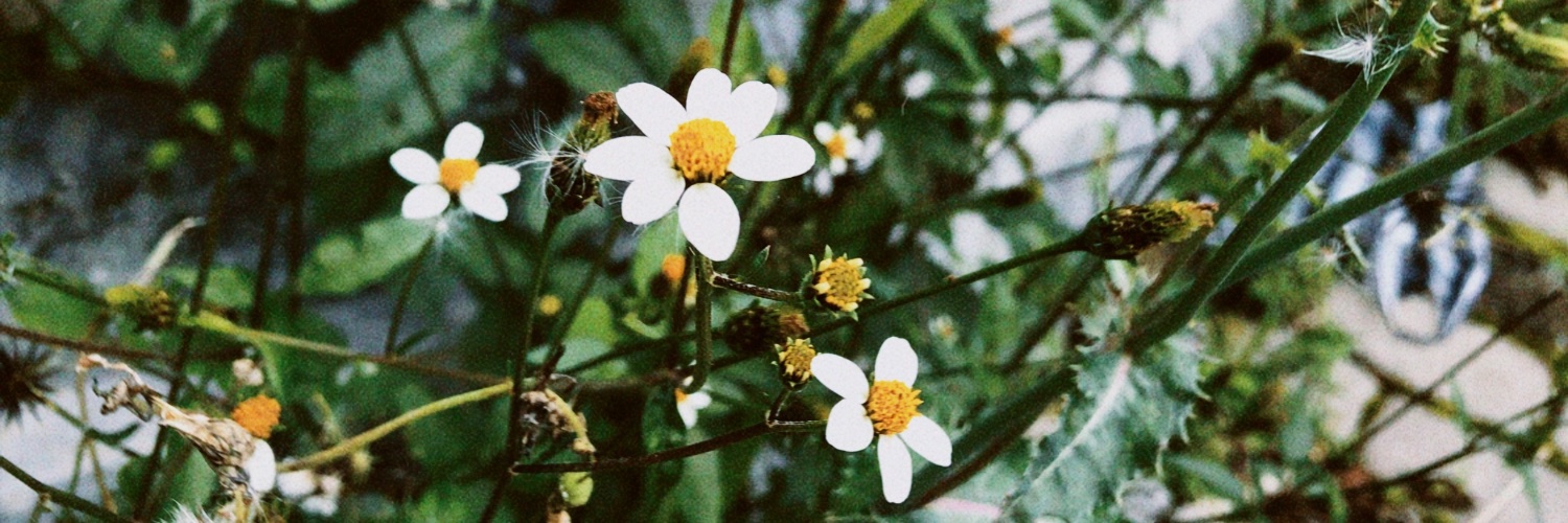 indhdlv's profile banner image