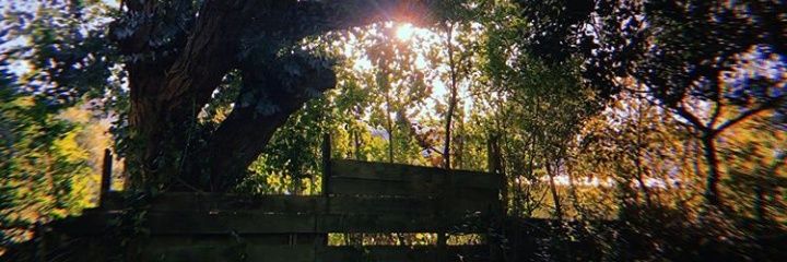liamiscursed's profile banner image