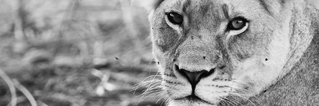 C_DM_'s profile banner image