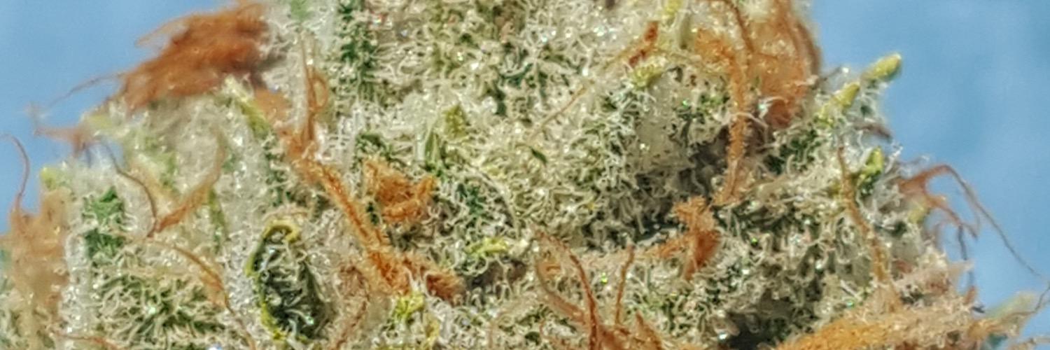 mudbaymeds's profile banner image